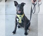 Small #6 Labrador Retriever Mix