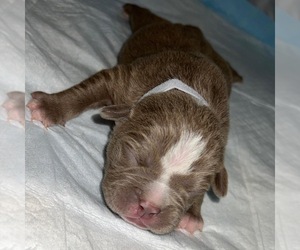 American Bully Puppy for Sale in AVENEL, New Jersey USA