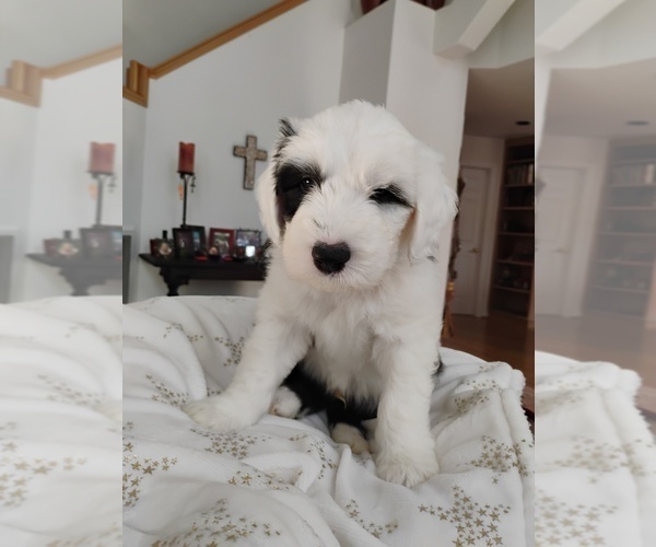 Medium Photo #1 Old English Sheepdog Puppy For Sale in NEVADA CITY, CA, USA
