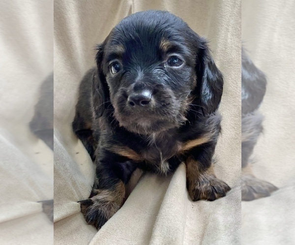 View Ad Dachshund Litter of Puppies for Sale near Maine