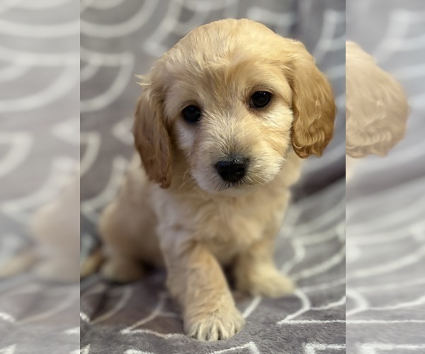 Medium Photo #1 Cavapoo (Miniature) Puppy For Sale in WAUSEON, OH, USA