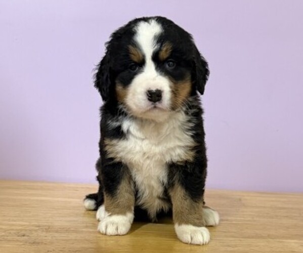 Medium Photo #1 Bernese Mountain Dog Puppy For Sale in WITHEE, WI, USA