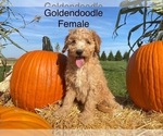 Small Photo #1 Goldendoodle (Miniature) Puppy For Sale in CONVOY, OH, USA