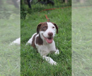 Labrador Retriever-Unknown Mix Dogs for adoption in garner, NC, USA