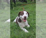Small Labrador Retriever Mix