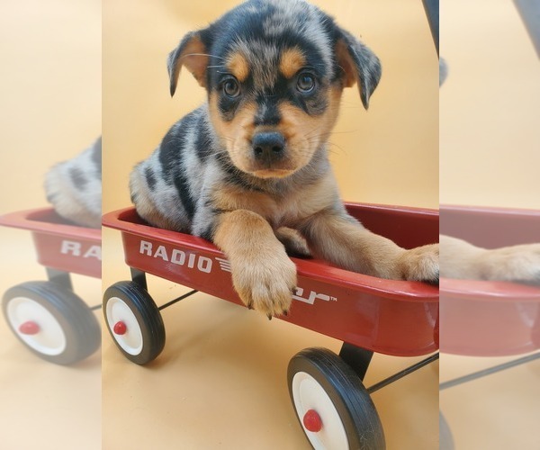 Medium Photo #2 Pomsky Puppy For Sale in GOSHEN, IN, USA
