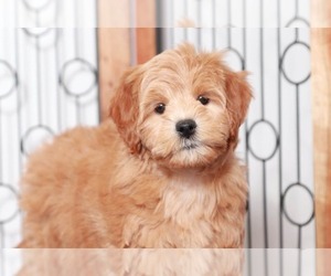 Aussie-Poo Puppy for sale in NAPLES, FL, USA