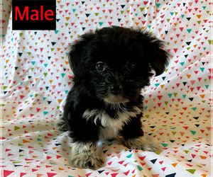 Havamalt Puppy for sale in AMSTERDAM, MO, USA