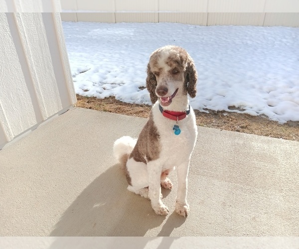 Medium Photo #1 Poodle (Standard) Puppy For Sale in BONNERS FERRY, ID, USA