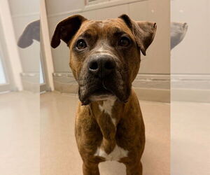 Mutt Dogs for adoption in La Porte, IN, USA