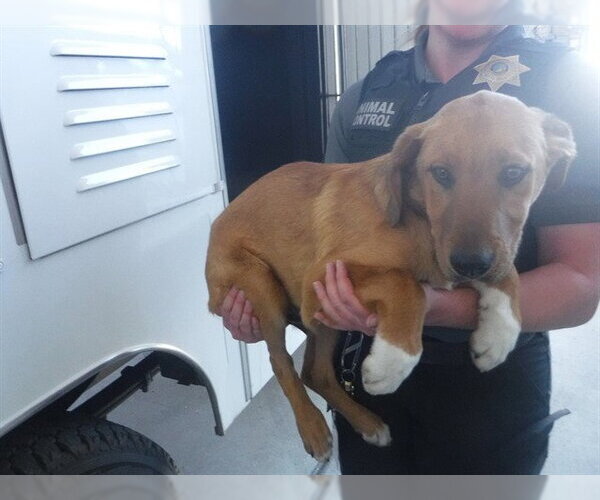 Medium Photo #1 Labrador Retriever-Unknown Mix Puppy For Sale in Oroville, CA, USA