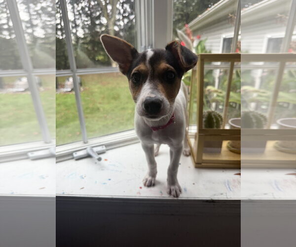 Medium Photo #6 American Pit Bull Terrier-Jack Russell Terrier Mix Puppy For Sale in Oakhurst, NJ, USA