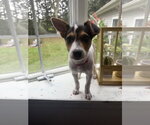 Small Photo #6 American Pit Bull Terrier-Jack Russell Terrier Mix Puppy For Sale in Oakhurst, NJ, USA