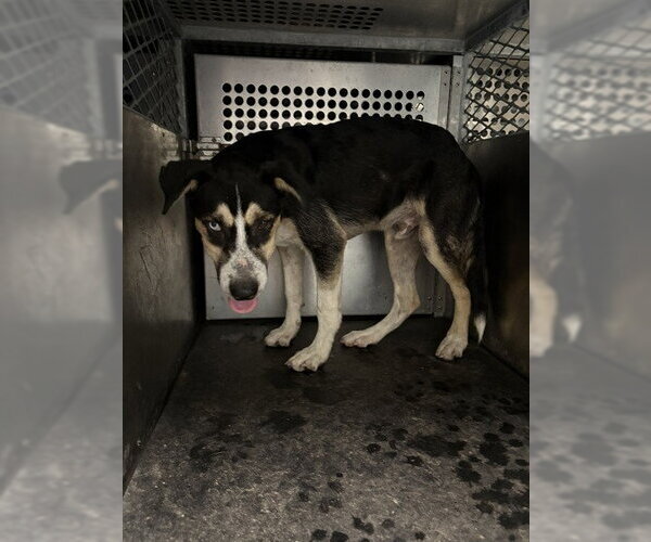 Medium Photo #1 Siberian Husky-Unknown Mix Puppy For Sale in Pearland, TX, USA