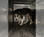 SPOOKY - Male Siberian Husky-Unknown Mix Dog for Adoption - Small photo