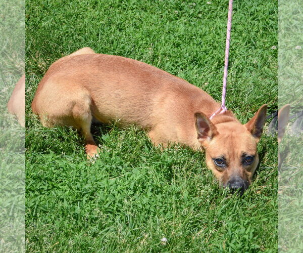 Medium Photo #4 Australian Kelpie-Unknown Mix Puppy For Sale in Huntley, IL, USA