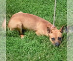 Small #3 Australian Kelpie Mix