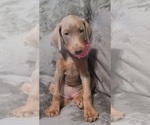 Small Photo #50 Doberman Pinscher Puppy For Sale in POMEROY, OH, USA