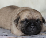 Small Photo #11 Pug Puppy For Sale in WINNSBORO, TX, USA