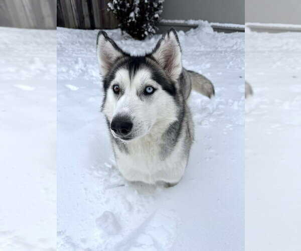 Medium Photo #11 Siberian Husky-Unknown Mix Puppy For Sale in New York, NY, USA