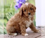 Small #1 Cavapoo (Miniature)