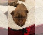 Small Photo #14 Shorkie Tzu Puppy For Sale in EDMOND, OK, USA