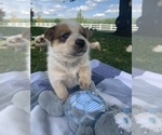 Small Photo #2 Australian Cattle Dog Puppy For Sale in GOSHEN, IN, USA