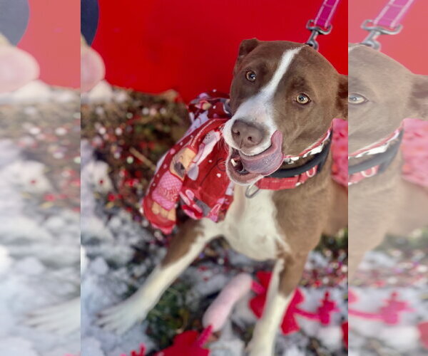 Medium Photo #11 Collie-Unknown Mix Puppy For Sale in Mount Laurel, NJ, USA