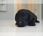 Small Photo #6 Australian Labradoodle Puppy For Sale in COLORADO SPRINGS, CO, USA