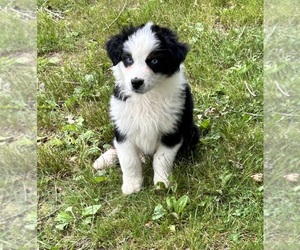 Australian Shepherd Puppy for Sale in ROCK, West Virginia USA