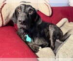 Small Photo #22 Catahoula Leopard Dog-Labrador Retriever Mix Puppy For Sale in Oakhurst, NJ, USA