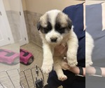 Small Great Pyrenees Mix