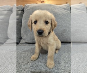 Golden Retriever Puppy for sale in WILLIAMSTOWN, KY, USA