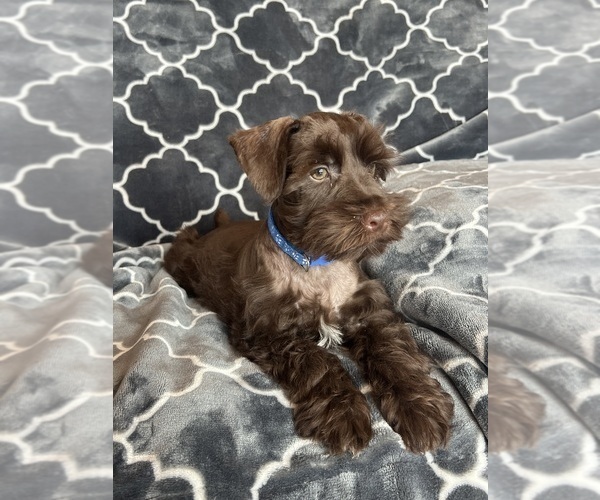 Medium Photo #37 Schnauzer (Miniature) Puppy For Sale in ROY, WA, USA