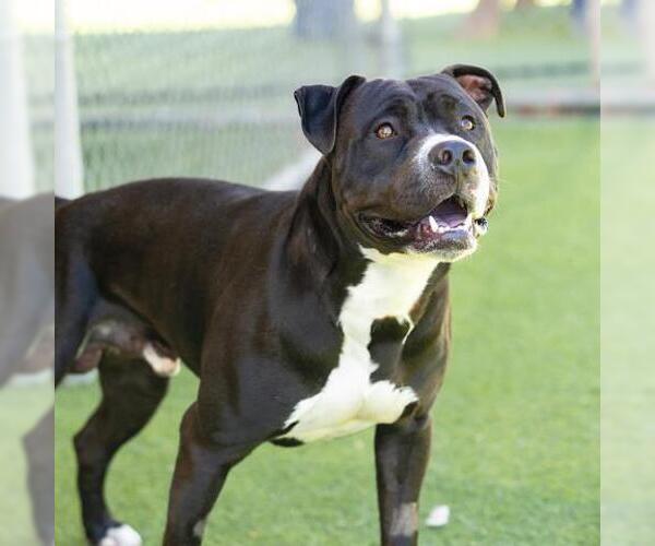 Medium Photo #2 Mutt Puppy For Sale in Camarillo, CA, USA