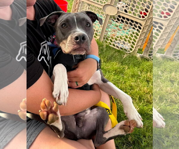 Medium Photo #1 American Pit Bull Terrier-Unknown Mix Puppy For Sale in Germantown, OH, USA