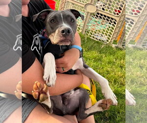 American Pit Bull Terrier-Unknown Mix Dogs for adoption in Germantown, OH, USA