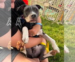 Small American Pit Bull Terrier Mix