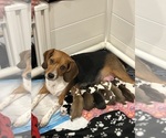Small Beabull-Beagle Mix