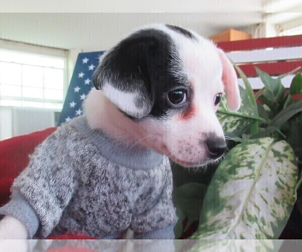 Medium Photo #3 Chi-Corgi Puppy For Sale in SAINT ALBANS, WV, USA