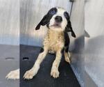 Small Labrador Retriever Mix