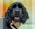 Raven - Female Cocker Spaniel Dog for Adoption - Small photo