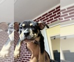 Small #4 American Bully