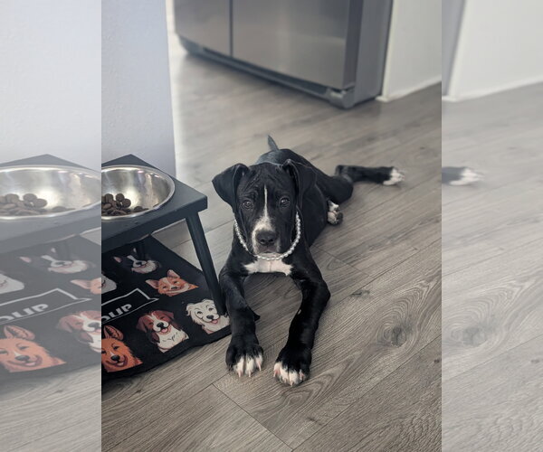 Medium Photo #1 Mastiff Puppy For Sale in Goodyear, AZ, USA