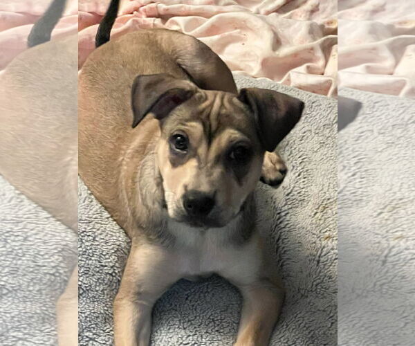 Medium Photo #4 American Pit Bull Terrier-Unknown Mix Puppy For Sale in MIDWAY, UT, USA
