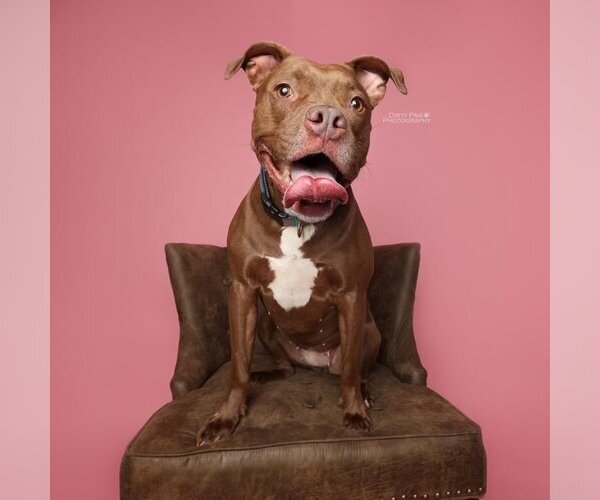 Medium Photo #3 American Pit Bull Terrier-Unknown Mix Puppy For Sale in Sykesville, MD, USA