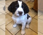 Small Photo #1 English Springer Spaniel Puppy For Sale in MONTOURSVILLE, PA, USA