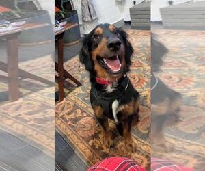 Goldendoodle (Miniature) Dogs for adoption in Oakhurst, NJ, USA