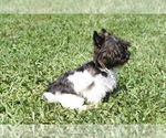 Small Photo #3 Yorkshire Terrier Puppy For Sale in HOLLYWOOD, FL, USA