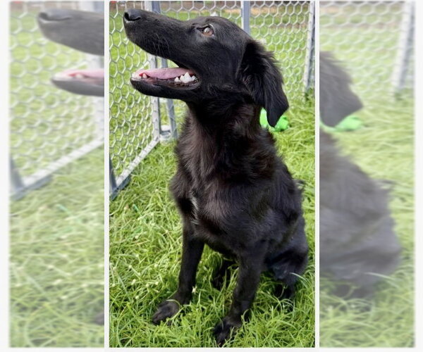 Medium Photo #1 Mutt Puppy For Sale in Virginia Beach, VA, USA